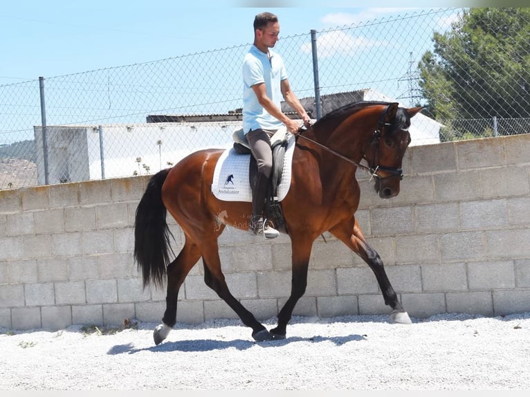 PRE Caballo castrado 4 años 160 cm Castaño in Provinz Granada