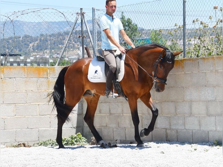 PRE Caballo castrado 4 años 160 cm Castaño in Provinz Granada