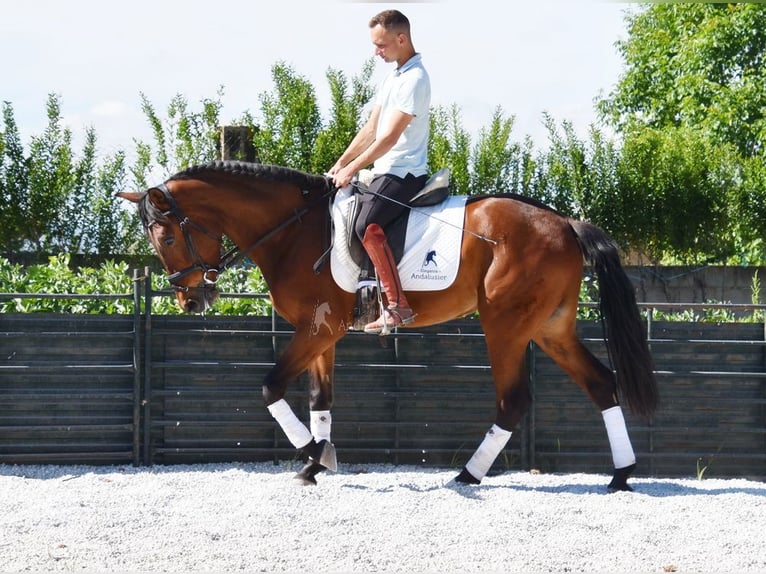 PRE Caballo castrado 4 años 160 cm Castaño in Provinz Granada