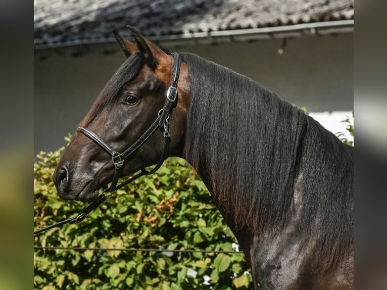 PRE Caballo castrado 4 años 160 cm Castaño oscuro in Ruppichteroth