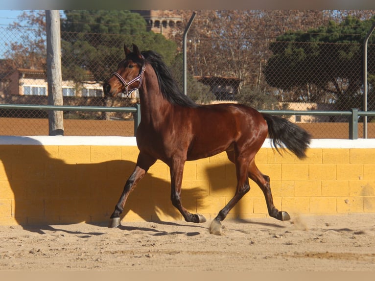 PRE Mestizo Caballo castrado 4 años 160 cm Castaño rojizo in Hamburg