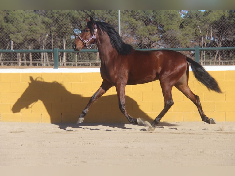 PRE Mestizo Caballo castrado 4 años 160 cm Castaño rojizo in Hamburg