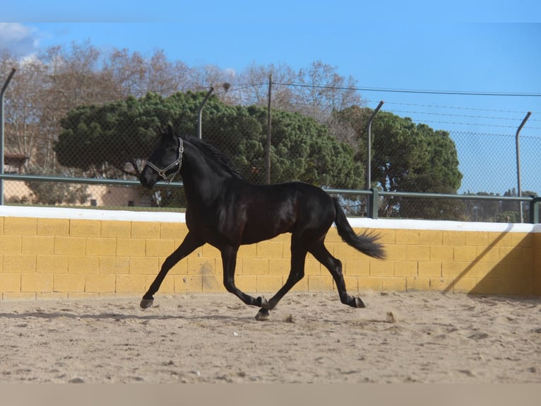 PRE Mestizo Caballo castrado 4 años 160 cm Negro in Hamburg