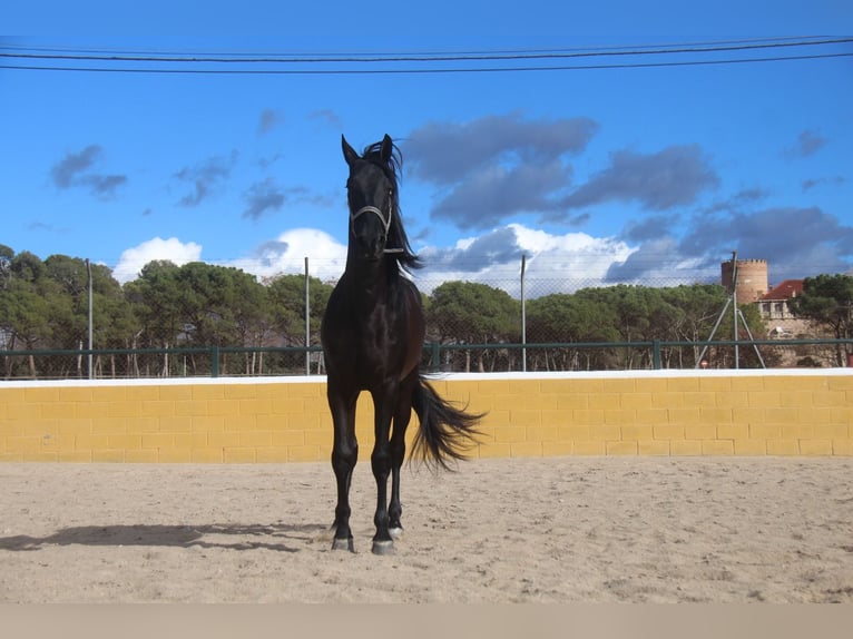 PRE Mestizo Caballo castrado 4 años 160 cm Negro in Hamburg