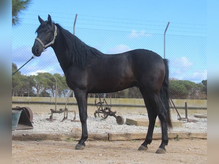 PRE Mestizo Caballo castrado 4 años 160 cm Negro in Hamburg