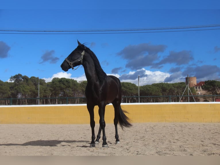 PRE Mestizo Caballo castrado 4 años 160 cm Negro in Hamburg