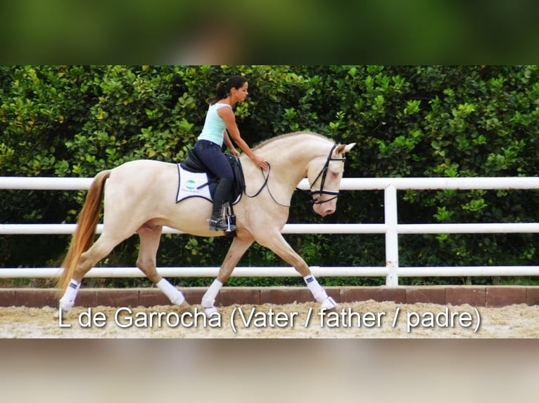 PRE Caballo castrado 4 años 160 cm Negro in Provinz Malaga