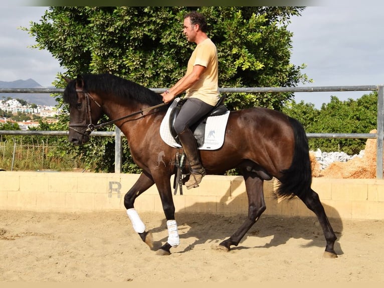 PRE Caballo castrado 4 años 160 cm Negro in Provinz Malaga