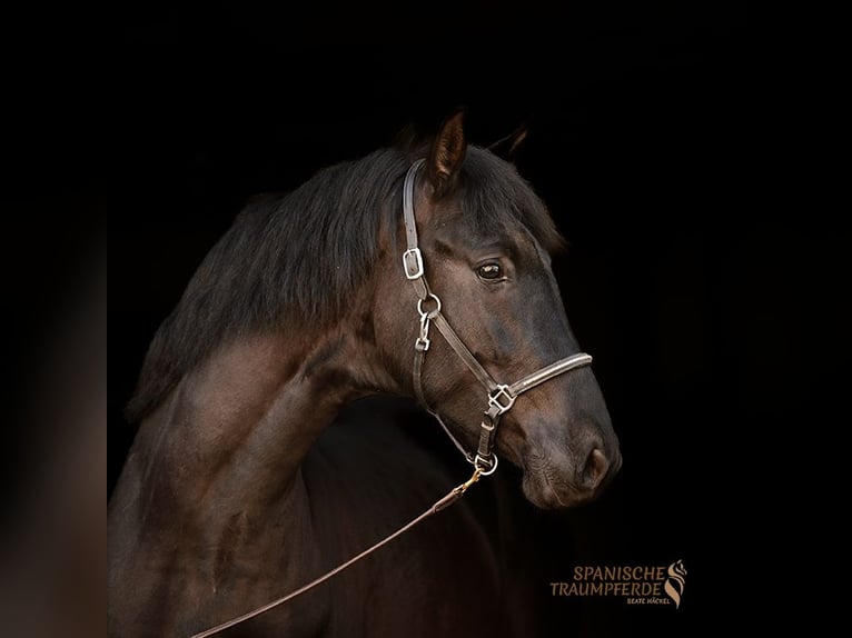 PRE Mestizo Caballo castrado 4 años 160 cm Negro in Traventhal
