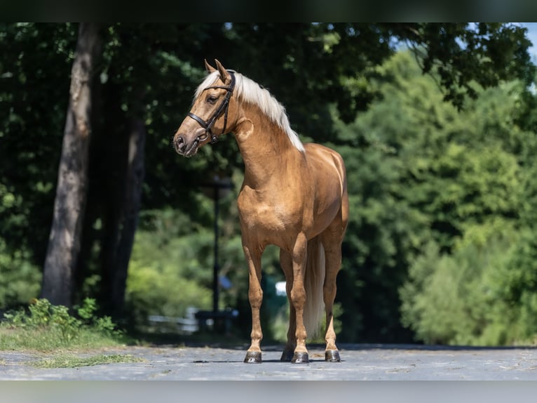 PRE Mestizo Caballo castrado 4 años 160 cm Palomino in Windhagen