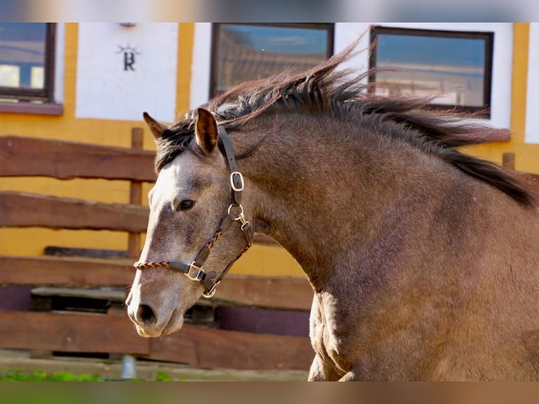 PRE Caballo castrado 4 años 160 cm Tordo in Brandis