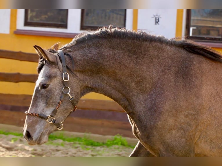 PRE Caballo castrado 4 años 160 cm Tordo in Brandis