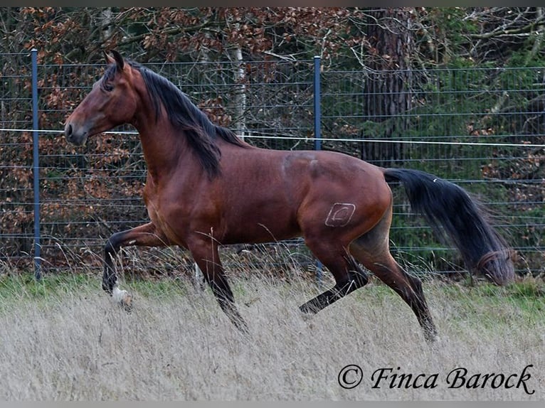 PRE Mestizo Caballo castrado 4 años 161 cm Castaño in Wiebelsheim