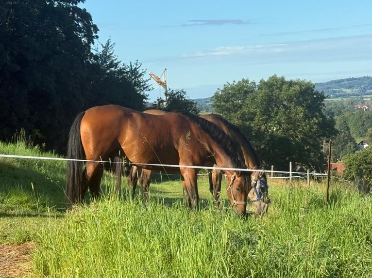 PRE Mestizo Caballo castrado 4 años 161 cm Castaño in Grebenhain