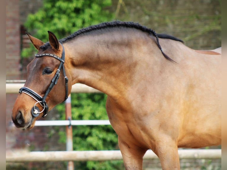 PRE Mestizo Caballo castrado 4 años 161 cm Castaño in Sm