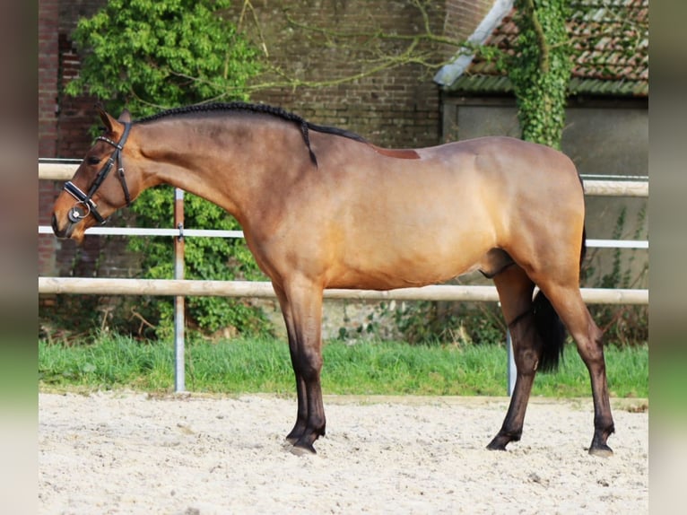 PRE Mestizo Caballo castrado 4 años 161 cm Castaño in Sm