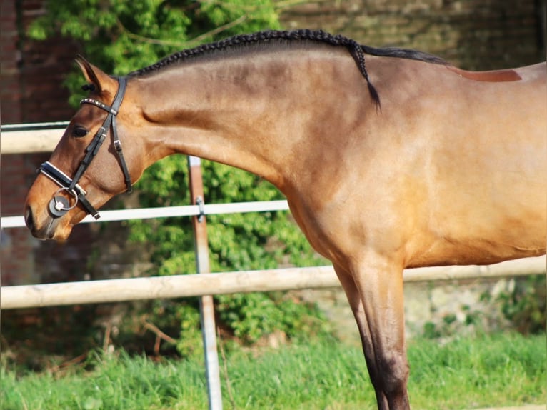 PRE Mestizo Caballo castrado 4 años 161 cm Castaño in Sm