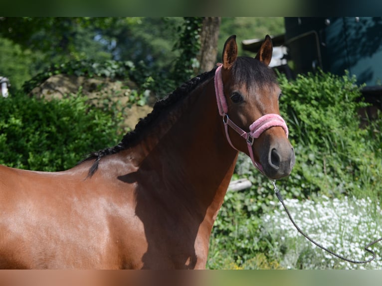 PRE Mestizo Caballo castrado 4 años 161 cm Castaño in Frankfurt am Main