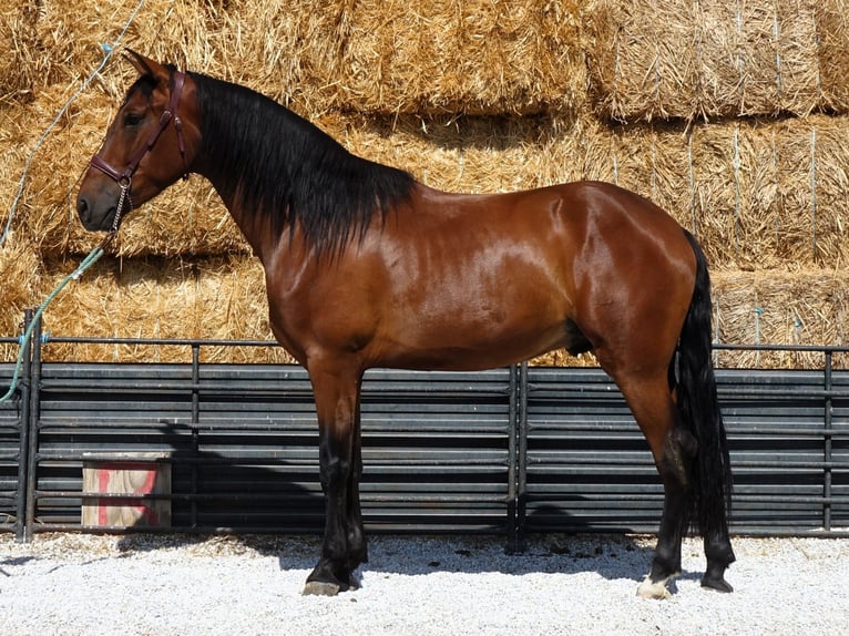 PRE Mestizo Caballo castrado 4 años 161 cm Castaño rojizo in Co&#xED;n, Malaga