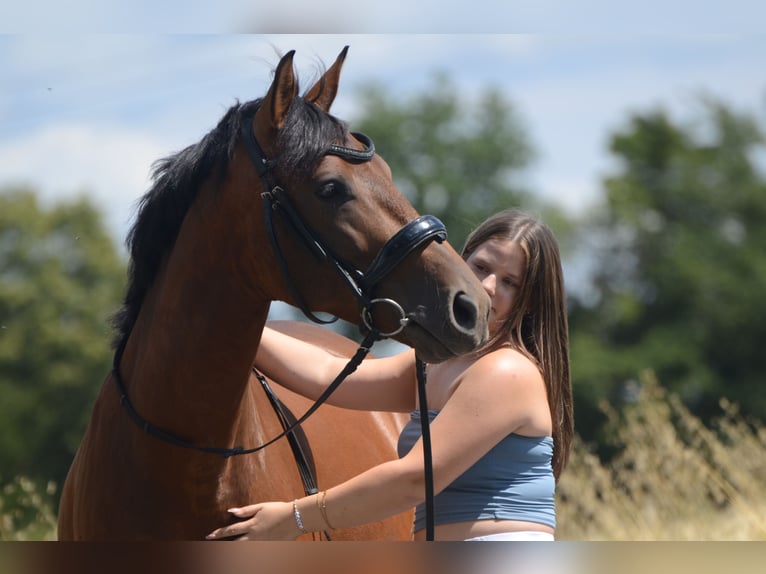 PRE Mestizo Caballo castrado 4 años 161 cm Castaño in Frankfurt am Main