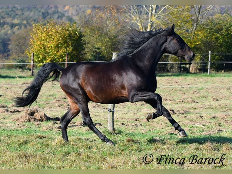 PRE Mestizo Caballo castrado 4 años 161 cm Morcillo in Wiebelsheim