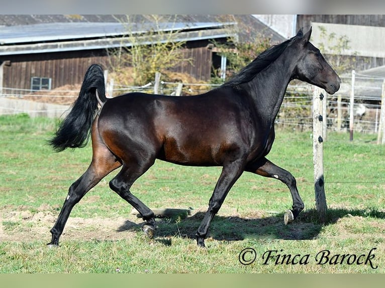 PRE Mestizo Caballo castrado 4 años 161 cm Morcillo in Wiebelsheim