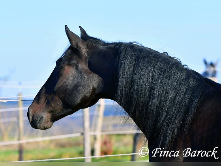 PRE Mestizo Caballo castrado 4 años 161 cm Morcillo in Wiebelsheim