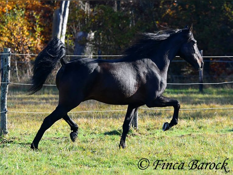 PRE Mestizo Caballo castrado 4 años 161 cm Morcillo in Wiebelsheim