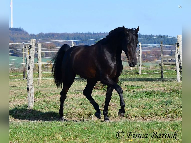 PRE Mestizo Caballo castrado 4 años 161 cm Morcillo in Wiebelsheim