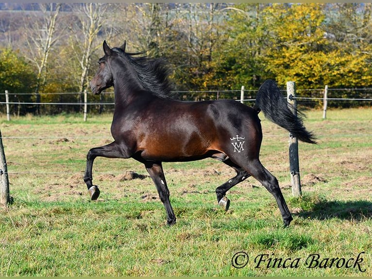 PRE Mestizo Caballo castrado 4 años 161 cm Morcillo in Wiebelsheim