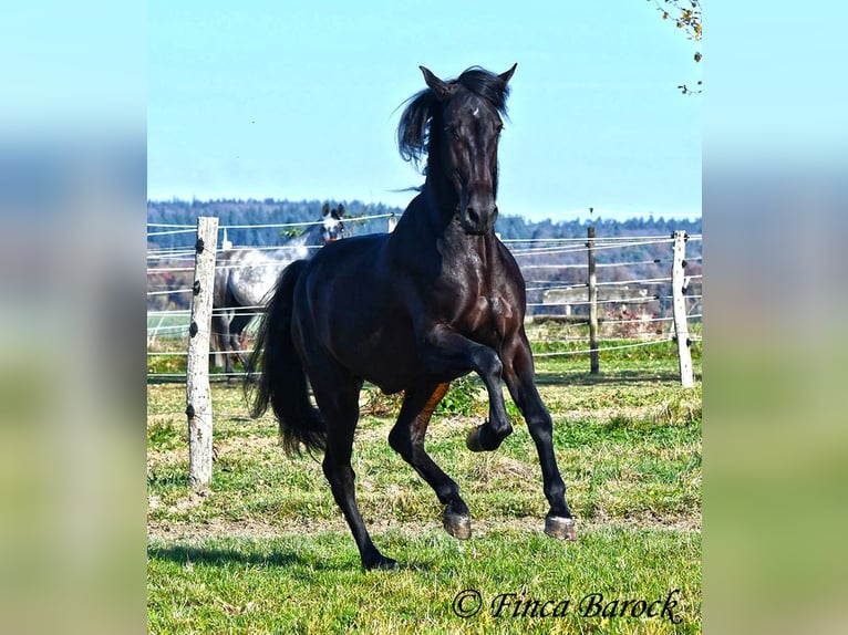 PRE Mestizo Caballo castrado 4 años 161 cm Morcillo in Wiebelsheim