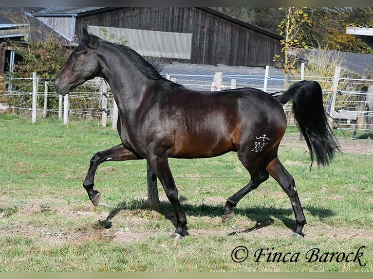 PRE Mestizo Caballo castrado 4 años 161 cm Morcillo in Wiebelsheim