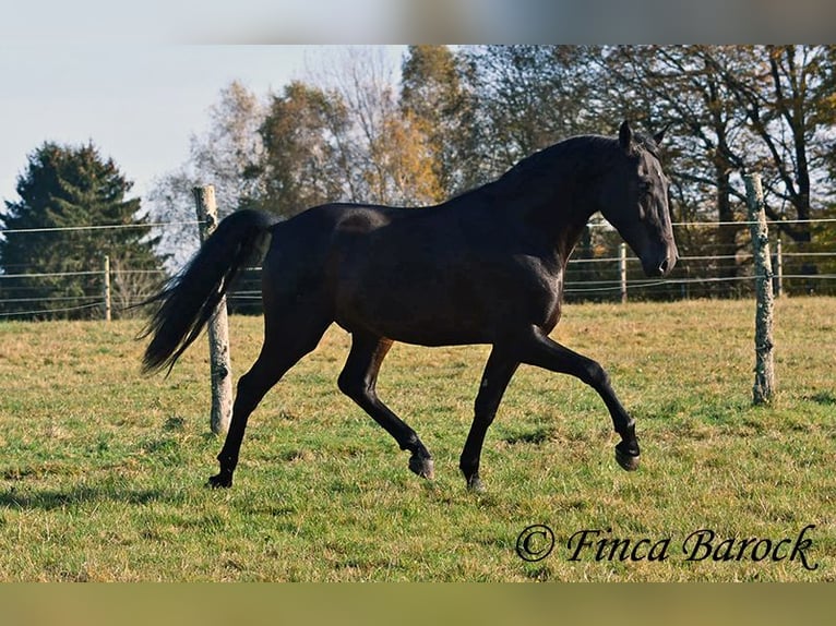 PRE Mestizo Caballo castrado 4 años 161 cm Morcillo in Wiebelsheim