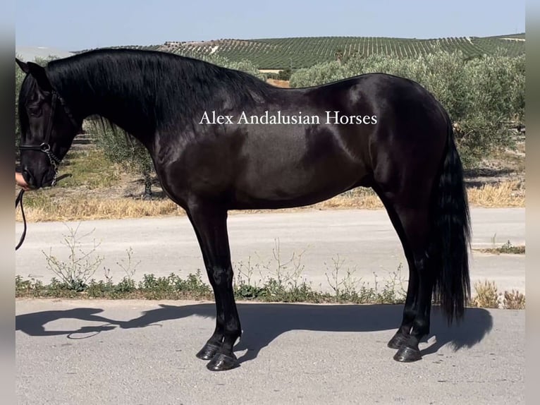 PRE Mestizo Caballo castrado 4 años 161 cm Negro in Sevilla