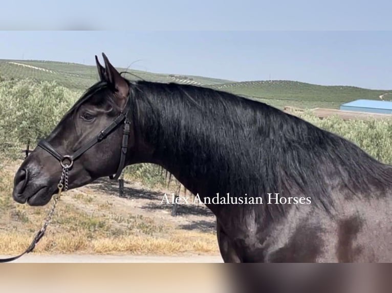 PRE Mestizo Caballo castrado 4 años 161 cm Negro in Sevilla