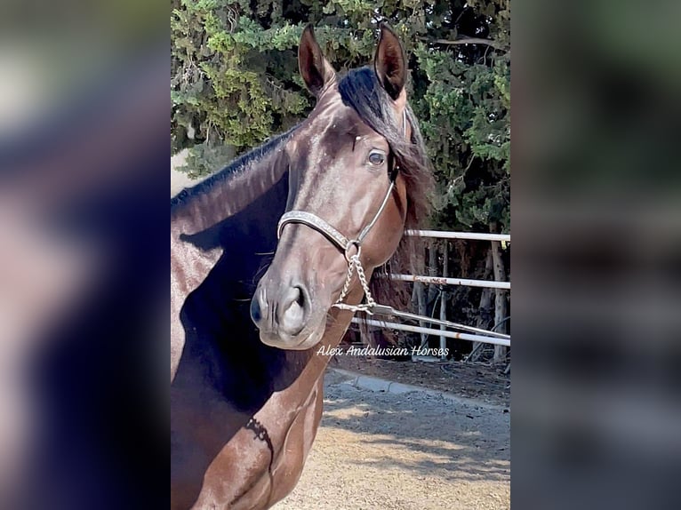 PRE Mestizo Caballo castrado 4 años 161 cm Negro in Sevilla