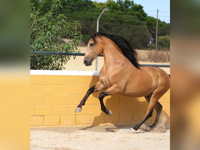 PRE Mestizo Caballo castrado 4 años 162 cm Bayo in Hamburg