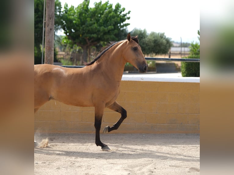 PRE Mestizo Caballo castrado 4 años 162 cm Bayo in Hamburg