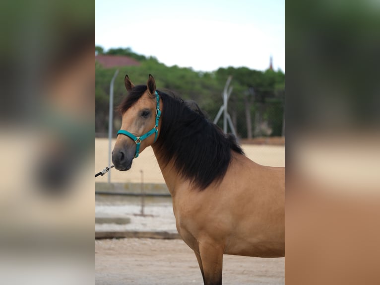 PRE Mestizo Caballo castrado 4 años 162 cm Bayo in Hamburg