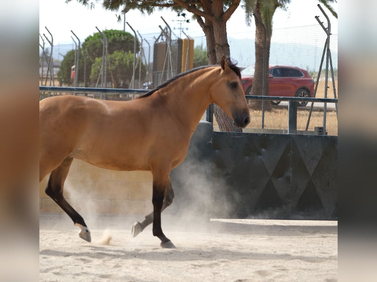 PRE Mestizo Caballo castrado 4 años 162 cm Bayo in Hamburg
