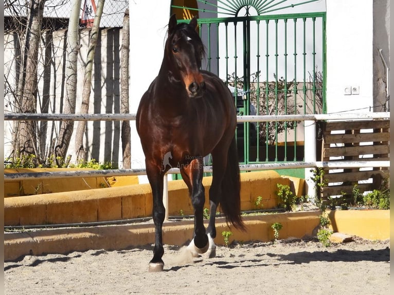 PRE Caballo castrado 4 años 162 cm Castaño in Provinz Malaga