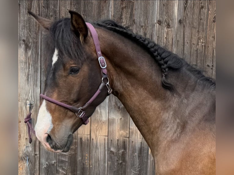 PRE Mestizo Caballo castrado 4 años 162 cm Castaño in Sankt Peter