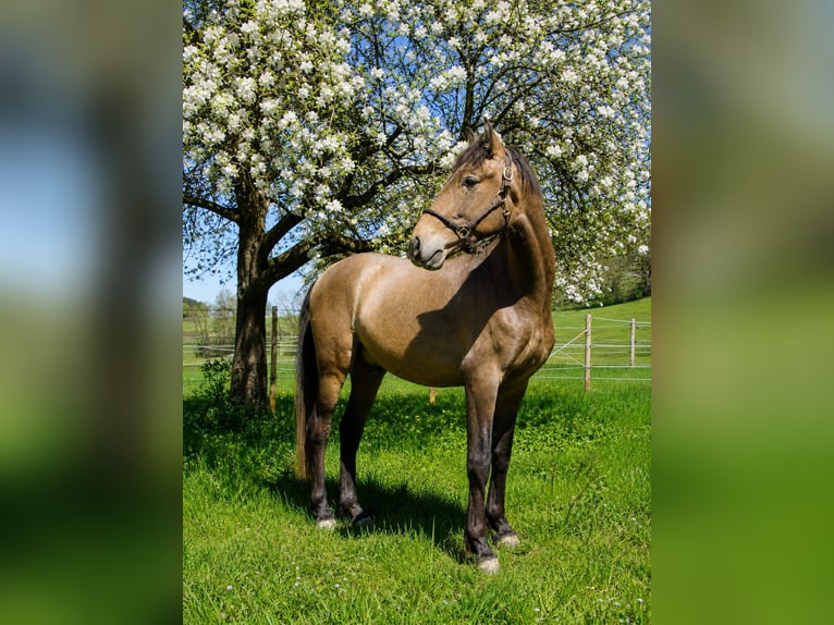 PRE Mestizo Caballo castrado 4 años 162 cm Musgo marrón in Dirlewang