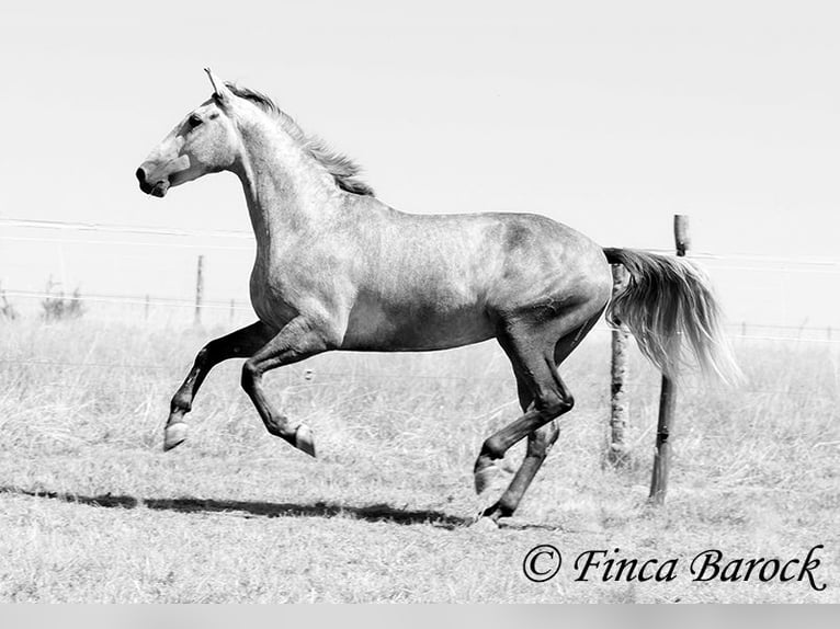 PRE Mestizo Caballo castrado 4 años 162 cm Tordo in Wiebelsheim