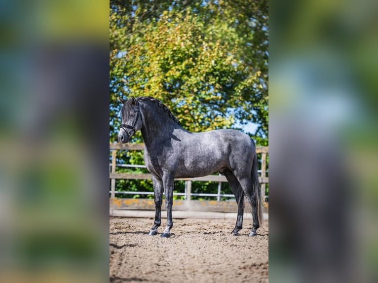 PRE Mestizo Caballo castrado 4 años 162 cm Tordo in Poeldijk