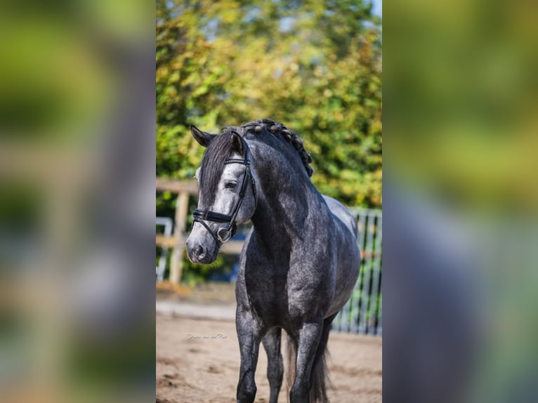 PRE Mestizo Caballo castrado 4 años 162 cm Tordo in Poeldijk
