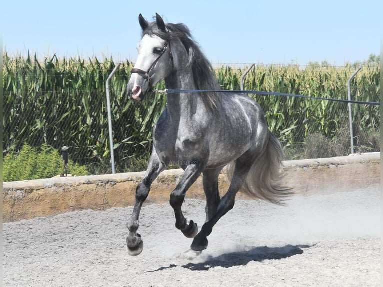 PRE Caballo castrado 4 años 162 cm Tordo in Provinz Granada