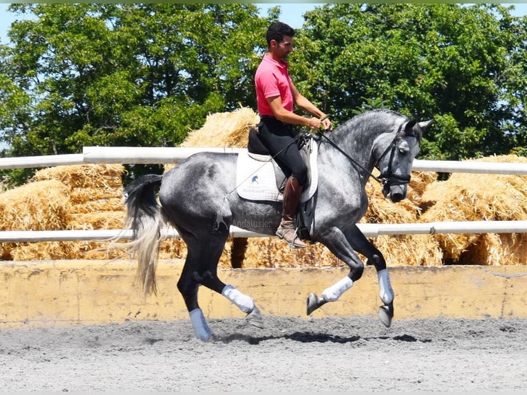 PRE Caballo castrado 4 años 162 cm Tordo in Provinz Granada