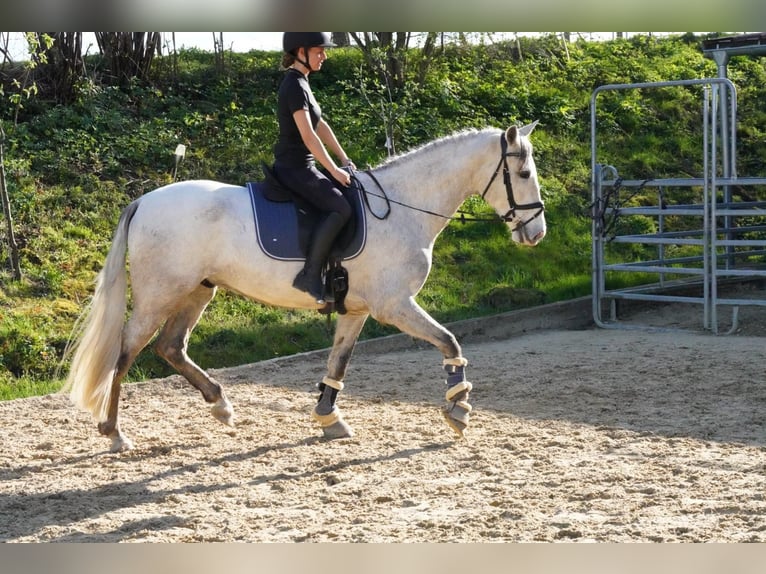 PRE Caballo castrado 4 años 162 cm Tordo in Krumbach