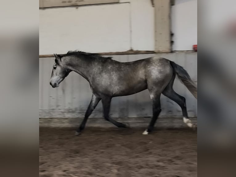 PRE Mestizo Caballo castrado 4 años 162 cm Tordo in Traventhal